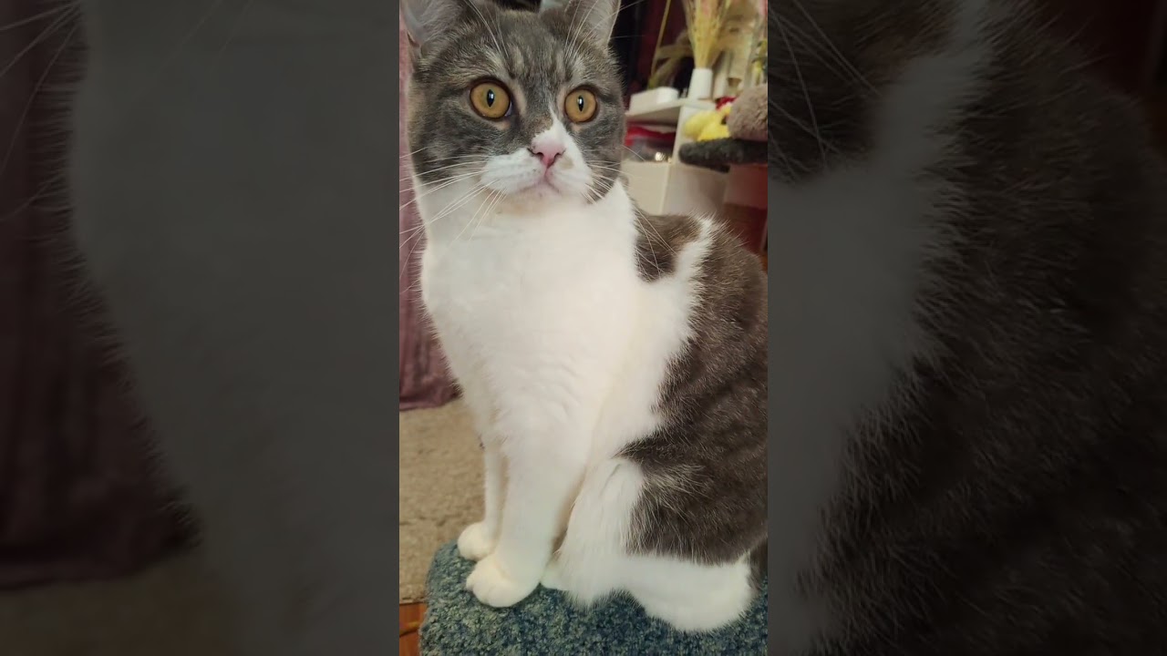 Прочитала Корнеги😀🥰🐾🐾❤️