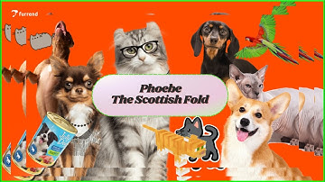 Furrend Beta v1.0 Demo feat. Phoebe the Scottish Fold