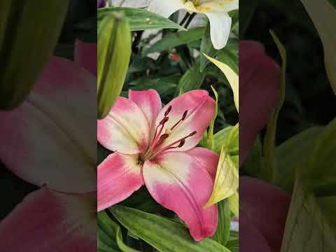 Asiatic lily in