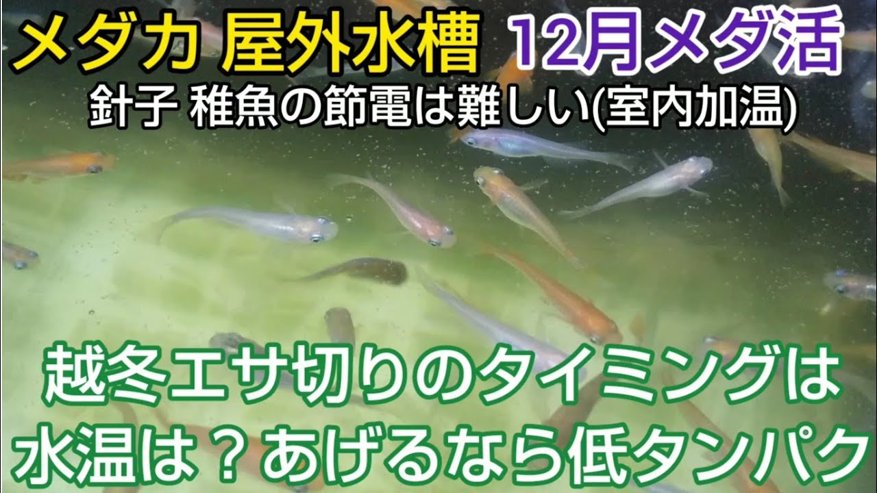 メダカ 屋外 12月 越冬エサ切りのタイミングは 水温は あげるなら低たんぱく質 稚魚の室内加温飼育は節電 Youtube