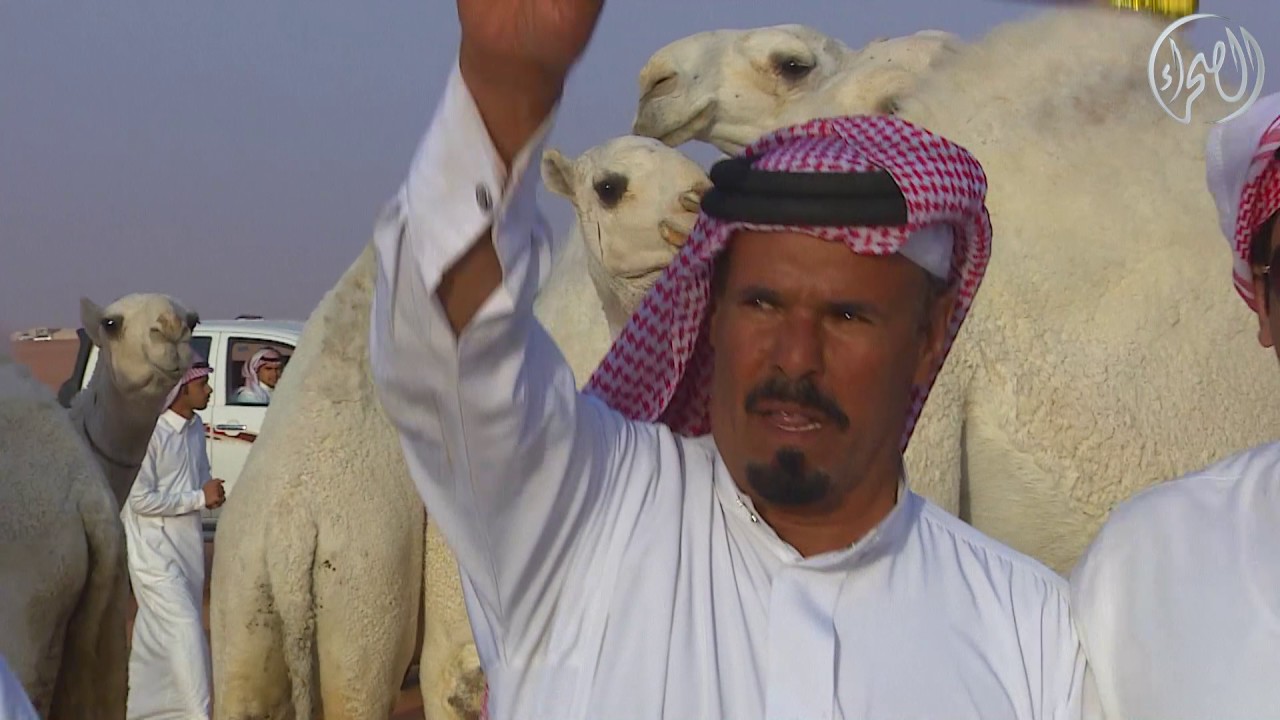 منقية /  سعد بن هزاع السهلي