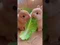 Two Tiny Bunnies Share One Romaine Leaf