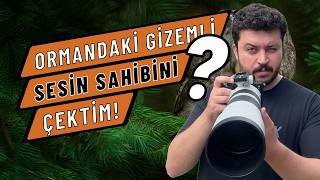 Korku Filmlerindeki O Meşhur Ses Bakın Hangi Hayvana Ait?