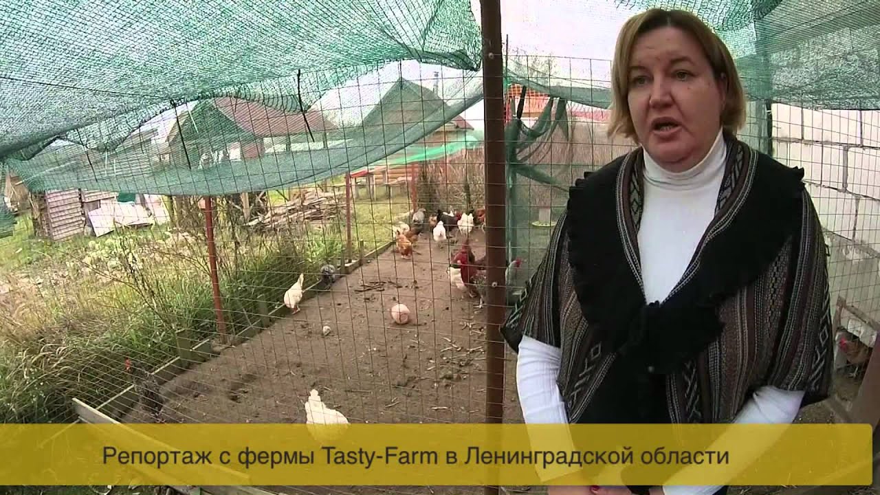 Содержание кур в курятнике.Породы кур