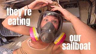 Termites on a boat?! What's next.... (extermination & remediation)
