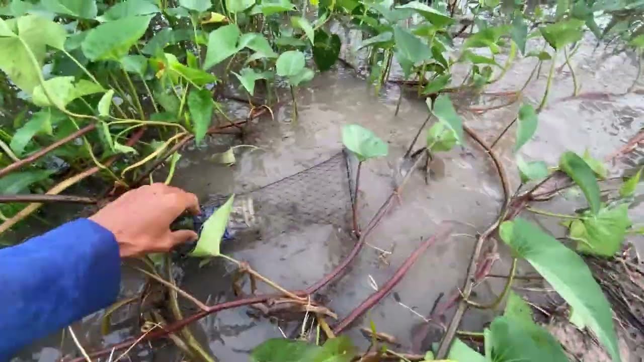 Đặt lợp những ngày cuối cùng của mùa nước nối #vlogs #gayxauxivlog