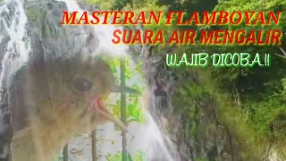 WAJIB DICOBA ll Terapi Air Mengalir   Masteran FLAMBOYAN GACOR