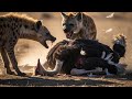 “Shocking Predator Attack! Hyenas Hunt Ostrich in Savage Fight”