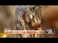 市價1斤千元！ 網見超低價「澎湖直送小管干」 業者曝：小心有詐