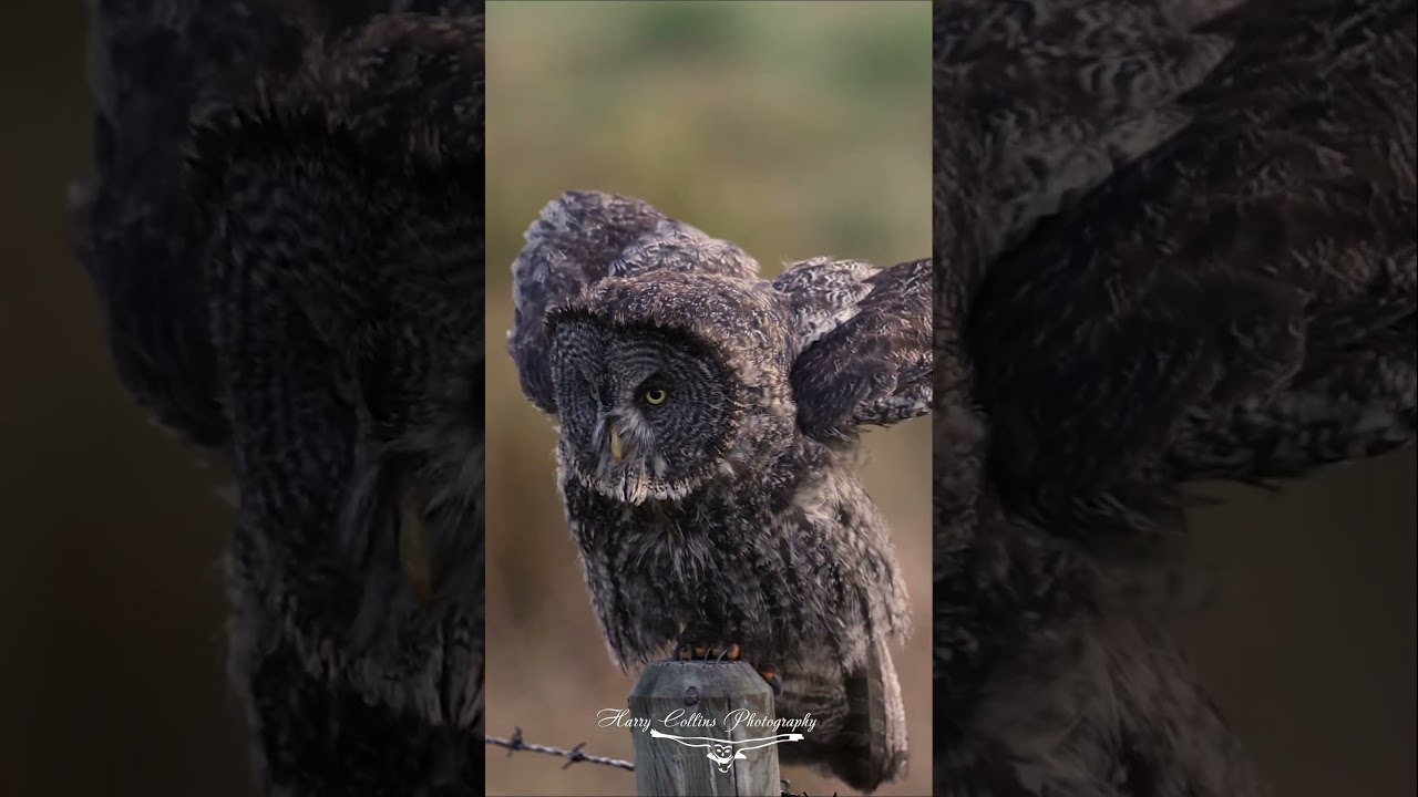Great gray owl hunting a field in Alberta Canada
