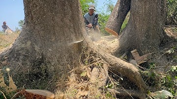 Skill and Guts!! Very² dangerous... Cutting down 2 old trees on the river.