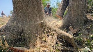 Skill and Guts!! Very² dangerous... Cutting down 2 old trees on the river.