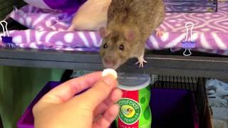 How to treat your Pet Rat for Lice and Mites