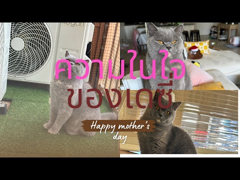 เดซี่มีความในใจอยากบอกแม่🐈‍⬛ 🌼❤️เนื่องในวันแม่นี้#Daisy