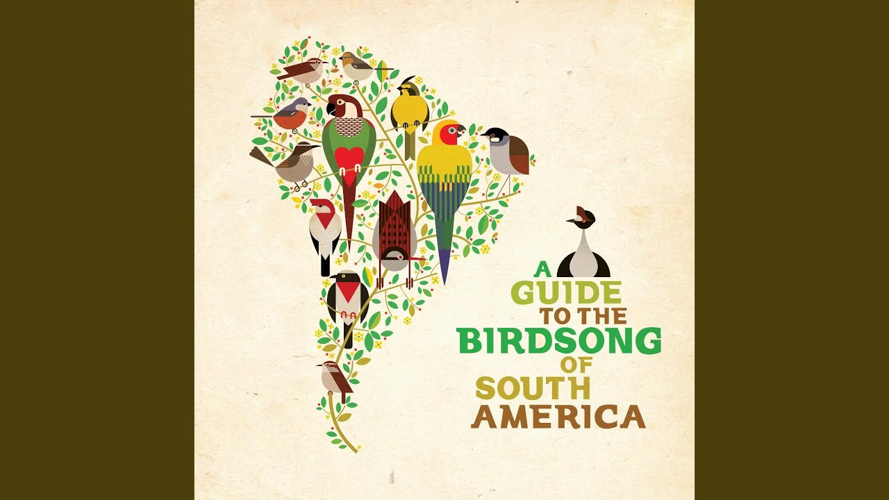 洋楽 A GUIDE TO THE BIRDSONG OF SOUTH AMERICA A Guide to the Birdsong of South America | Shika Shika