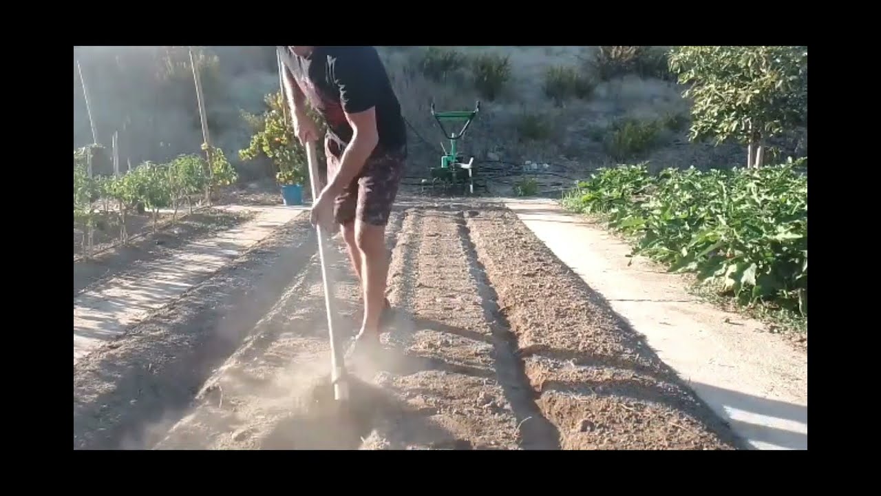 Como Plantar Cebollas Paso a Paso En El Huerto//Cebolla Fresca Temprana//Sembrar Cebollas//Finca DB