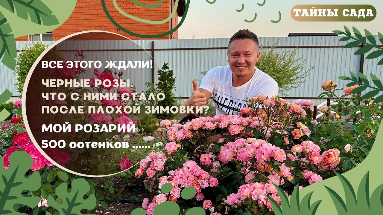 #ЧЕРНЫЕ РОЗЫ #ЧТО С НИМИ СТАЛО ПОСЛЕ ПЛОХОЙ ЗИМОВКИ# МОЙ РОЗАРИЙ! 500 оттенков ......
