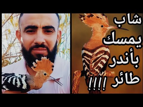 طائر الهدهد النادر يعثر عليه شاب جزائري ليشراكنا حكاية جميلة وثائقي حول العالم