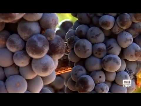 Vendimia y vino en Cuenca - CLM Me gusta - CMM