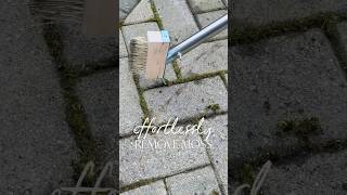Effortlessly remove moss from grout #cleantok #reallifehacks