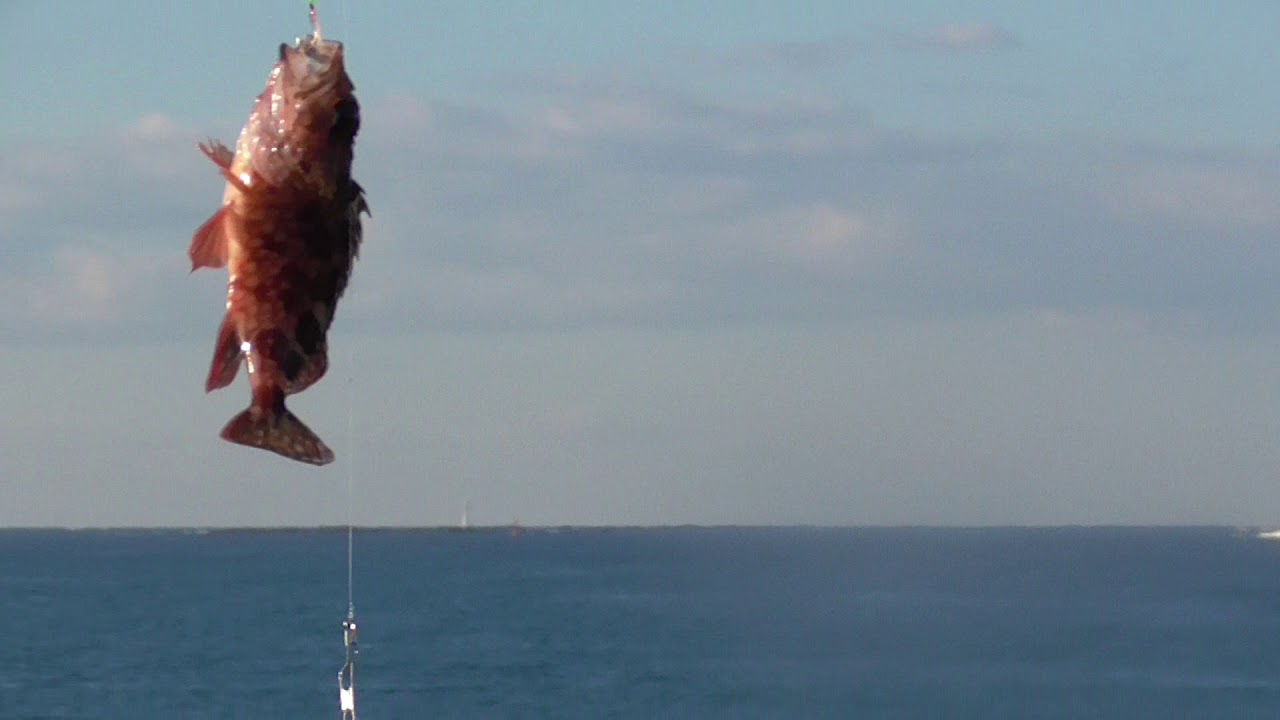 ガシラ カサゴ 釣りはサビキ仕掛けの疑似針に沖アミを刺せば アミエビの集魚効果でブラクリや胴付き仕掛けより効果的 釣太郎ブログ