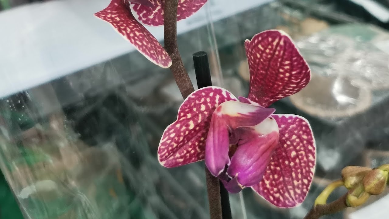 Леруа:ЧУДЕСНЫЙ привоз ОРХИДЕЙ,09. 02.24,ТЦ "Космопорт",Самара. Леруа ...