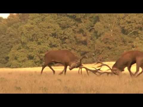 Video: Hjortegevir (bilde). Hvorfor hjortevilt? Når feller hjorten geviret?