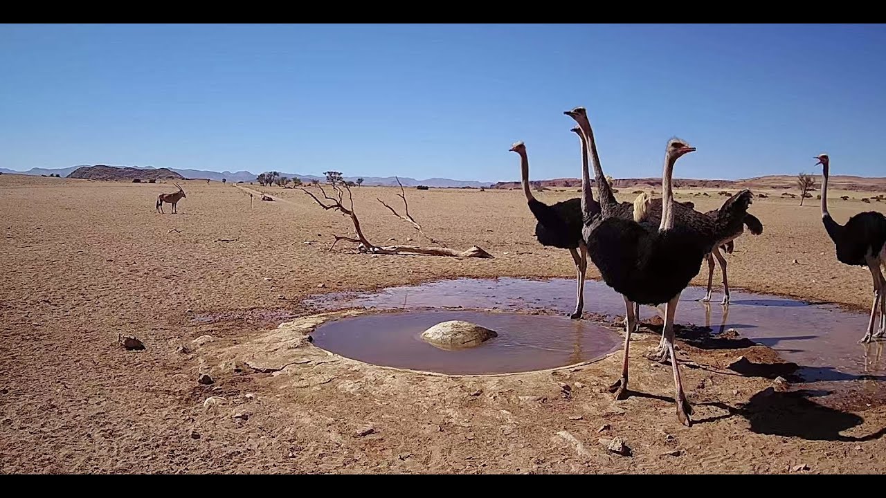 ⁣Namibia: Live stream in the Namib Desert