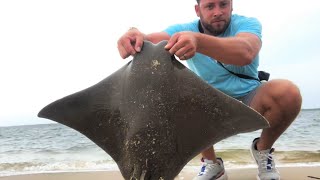 Back To Back Cownose Rays Long Island Summer Surf Fishing