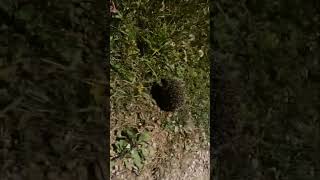 Kid Finds A Hedgehog In The Forest #animals #norway #sweden #hedgehog #northernlights #summer