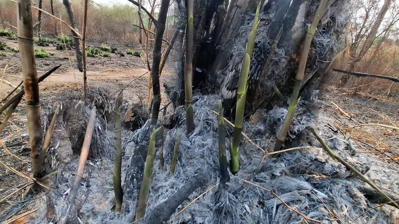 หน่อไม้ไฟออกแล้วอวบๆใหญ่ๆ