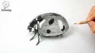 Drawing Ladybug / 연필소묘 기초 무당벌레 그림 그리기 / How to Draw Insects