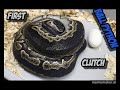 Hypo Tri Stripe x Black Head Black Pastel Ball Python Clutch!