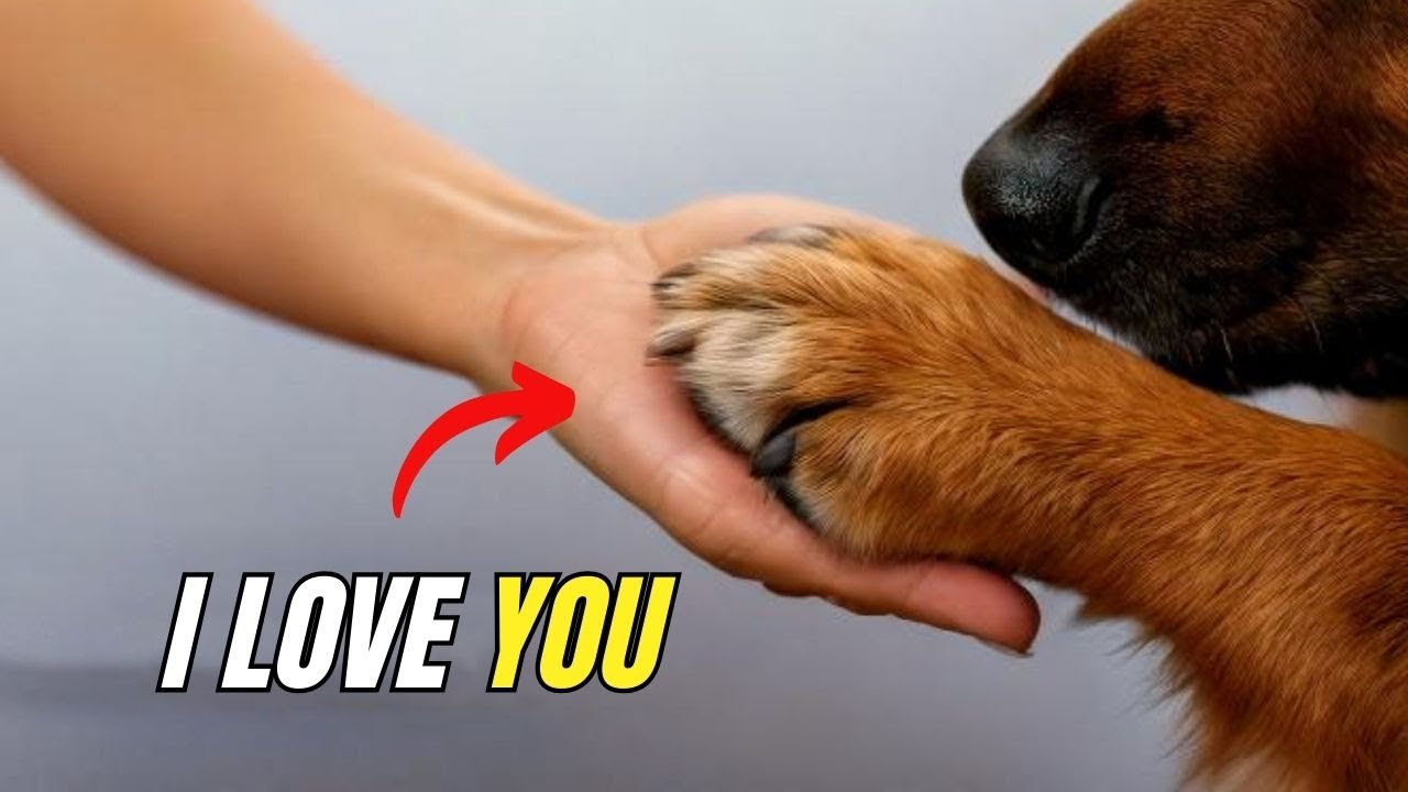 8 EFFECTIVE Ways To Tell Your Dog You Love and Appreciate Them - YouTube