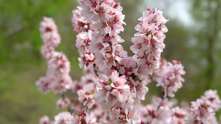 1 HOUR Peaceful Japanese Cherry Blossom Nature Meditation Music 432hz Frequency | Z E N  L I F E