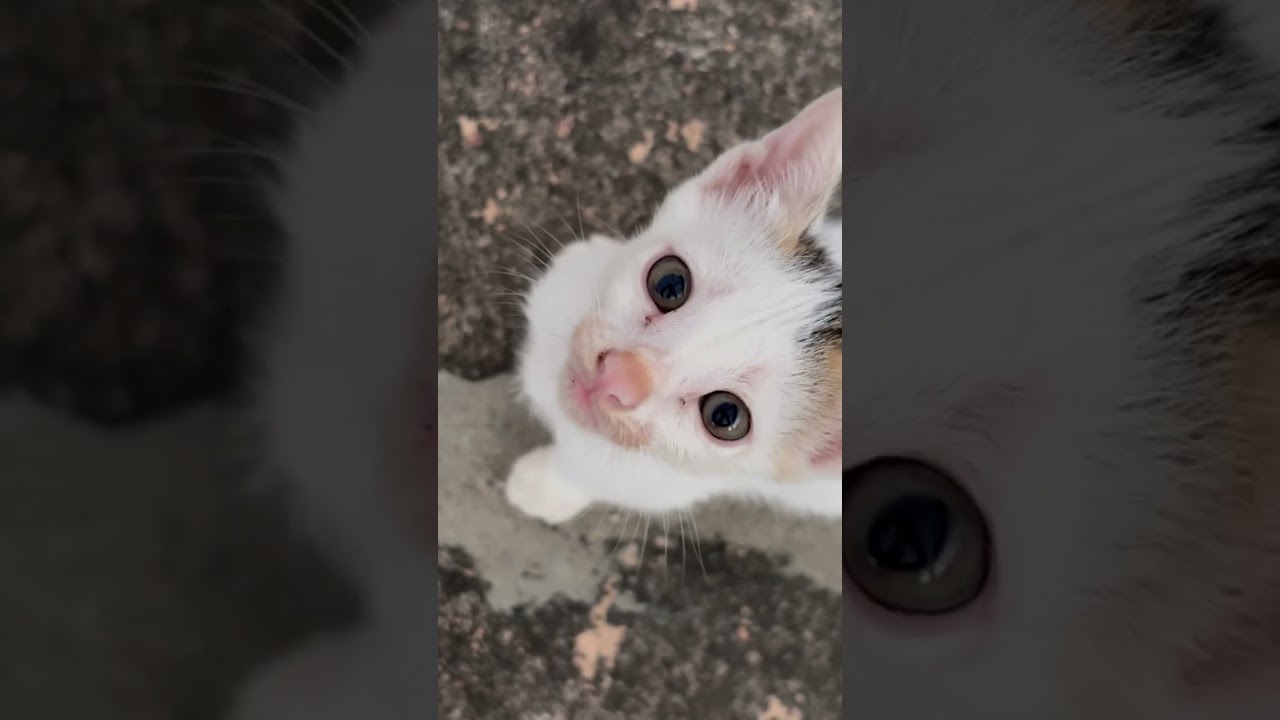 Caught in a purr moment 💖