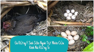 Gà Rừng F Nuôi Thả Sinh Sản Ngoài Tự Nhiên Bắt Đầu Vào Mùa Của Kênh Núi Rừng Tv