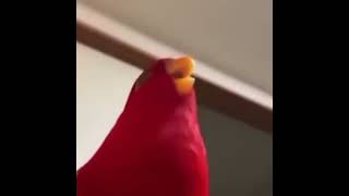 Red parrot laughing fnaf meme