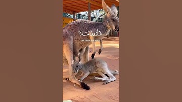 هذا خلق الله|سورة لقمان~الآية11~القارئ #اسلام_صبحي ~🎧🤍