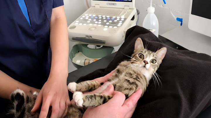 When your Cat thinks the Vet is a Day Spa!