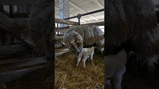 Эмбрионы овец на ферме #георгиевскийдорпер )