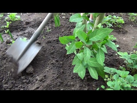 تصویری: Brugmansia قرمز خون