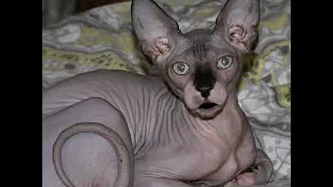 Video 11824831: sphynx