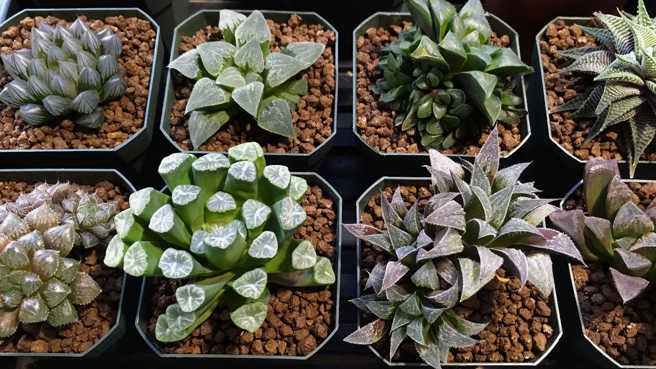 HAWORTHIA | SUCCULENTS | CACTI | HOUSEPLANTS | COLLECTION TOUR - 45