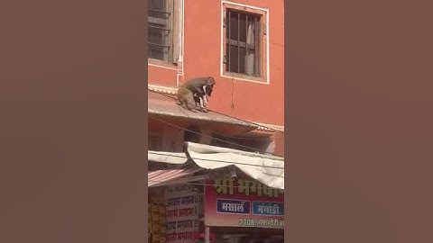 Puppy kidnapped by a Monkey #shorts #monkey #puppy