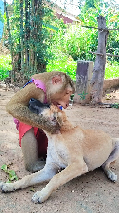 Great video Super SokYaa And Sokhaa Very Adorable & Harmony Animals Around The World #shorts