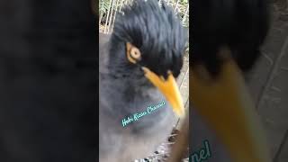 Burung lain bakal Nyaut denger masteran ini #jalakkebogacor #birds #short #shorts