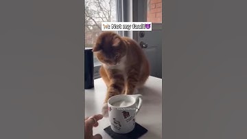 The cat manipulated him🤣🐈