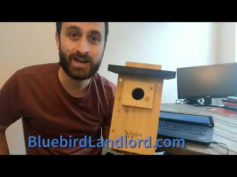 Wideo: Jak wysokie powinny być domy dla ptaków niebieskich?