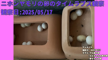 【Memorandum】 2025年05月17日 RPi-Cam-Web-Interfaceを用いたニホンヤモリの卵のTimelapse観察